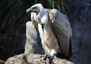 storyimages_1297456047_327807600681fea6241b.jpg_640x428_310x220