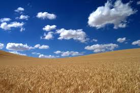 wheat field