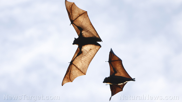 Flying-Fruit-Bats