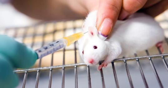 lab-rat-2